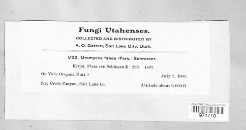 Uromyces viciae-fabae image
